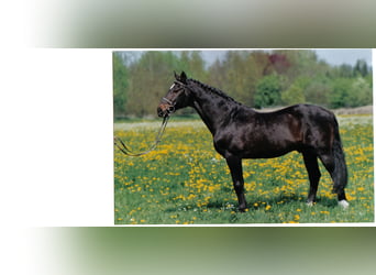 Koń holsztyński, Ogier, 42 lat, 171 cm, Ciemnogniada