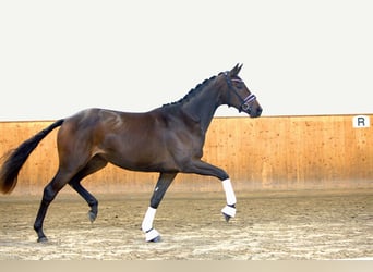 Rosyjski koń wierzchowy, Klacz, 2 lat, 171 cm, Gniada