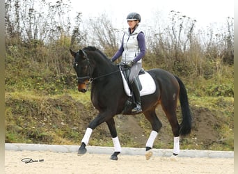 Rosyjski koń wierzchowy, Wałach, 11 lat, 165 cm, Ciemnogniada