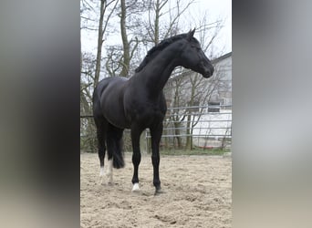 Hannoveraner, Hengst, 30 Jahre, 168 cm, Rappe