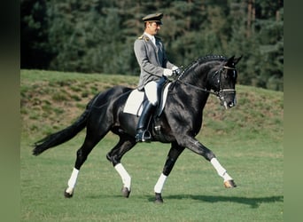 Hannoveraner, Hengst, 30 Jahre, 168 cm, Rappe