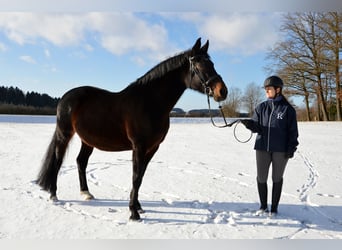 Rottal, Mare, 10 years, 16,1 hh, Bay-Dark