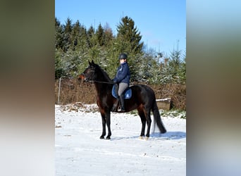 Rottal, Mare, 10 years, 16,1 hh, Bay-Dark