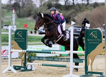 Rottal, Mare, 6 years, 16,1 hh, Bay-Dark