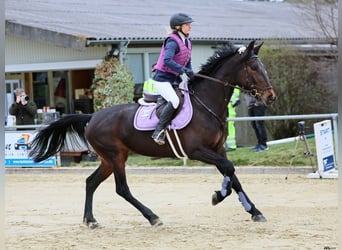 Rottaler, Giumenta, 6 Anni, 168 cm, Baio scuro