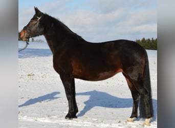 Rottaler, Jument, 10 Ans, 168 cm, Bai brun