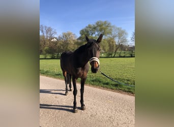 Rottaler, Klacz, 6 lat, 168 cm, Ciemnogniada