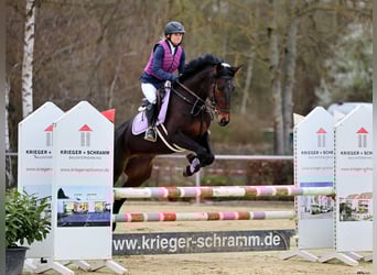 Rottaler, Klacz, 6 lat, 168 cm, Ciemnogniada