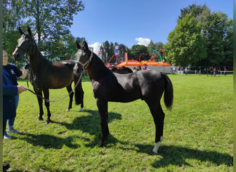 Rottaler paard, Hengst, veulen (05/2023), Zwart
