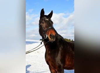 Rottaler paard, Merrie, 10 Jaar, 168 cm, Donkerbruin