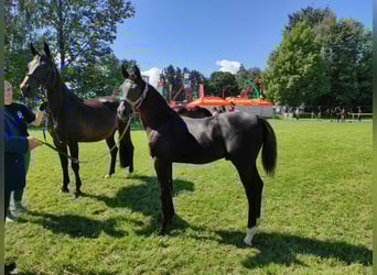Rottaler, Stallone, Puledri
 (05/2023), Morello