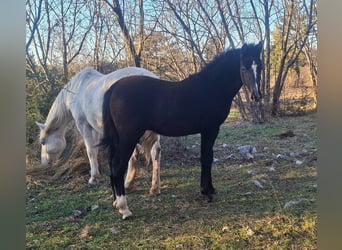 Rouan bai, Étalon, 1 Année, 165 cm, Bai