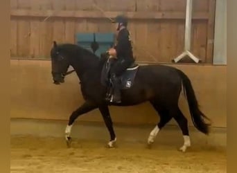 Rouan bai, Étalon, 4 Ans, 178 cm, Bai brun