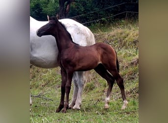 Rouan bai, Étalon, Poulain (06/2025), 165 cm, Bai
