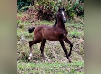 Rouan bai, Étalon, Poulain (06/2025), 165 cm, Bai