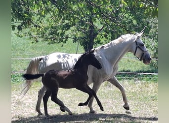 Rouan bai, Étalon, Poulain (06/2025), 165 cm, Bai