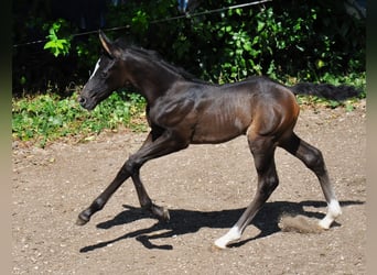 Rouan bai, Étalon, Poulain (06/2025), 165 cm, Bai