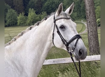 Rouan bai, Hongre, 10 Ans, 174 cm, Gris