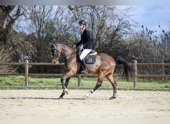 Rouan bai, Hongre, 11 Ans, Bai