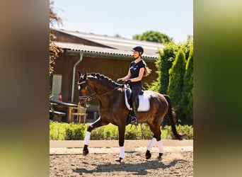Rouan bai, Hongre, 12 Ans, 173 cm, Bai brun foncé