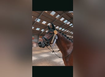 Rouan bai, Hongre, 12 Ans, 174 cm, Bai brun