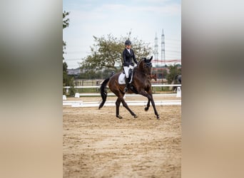 Rouan bai, Hongre, 12 Ans, 175 cm, Bai brun foncé