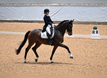 Rouan bai, Hongre, 12 Ans, 175 cm, Bai