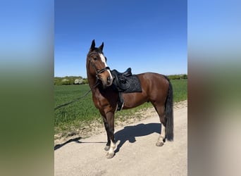 Rouan bai, Hongre, 13 Ans, 170 cm, Bai