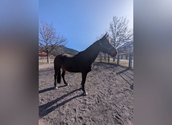 Rouan bai, Hongre, 13 Ans, 180 cm, Bai brun