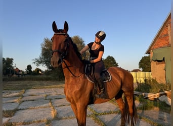 Rouan bai, Hongre, 13 Ans, 184 cm, Bai