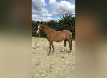 Rouan bai, Hongre, 14 Ans, 165 cm, Alezan brûlé