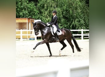 Rouan bai, Hongre, 15 Ans, 174 cm, Noir