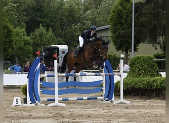Rouan bai, Hongre, 18 Ans, 167 cm, Bai