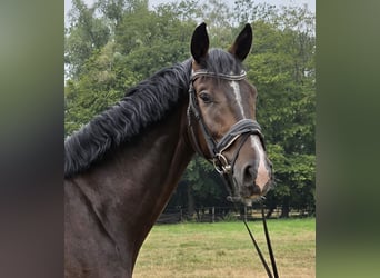 Rouan bai, Hongre, 4 Ans, 167 cm, Bai brun foncé