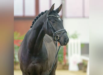 Rouan bai, Hongre, 4 Ans, Noir