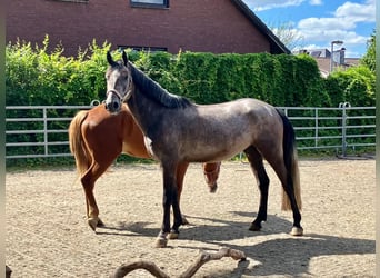 Rouan bai, Hongre, 5 Ans, 152 cm, Gris