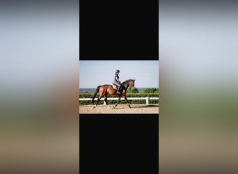 Rouan bai, Hongre, 5 Ans, 164 cm, Bai brun