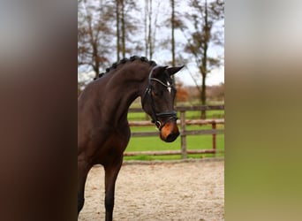 Rouan bai, Hongre, 5 Ans, 165 cm, Bai brun