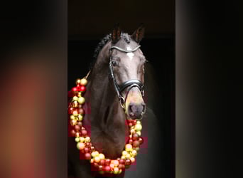 Rouan bai, Hongre, 5 Ans, 165 cm, Bai brun