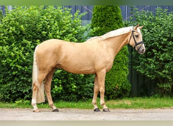 Rouan bai, Hongre, 5 Ans, 169 cm, Palomino