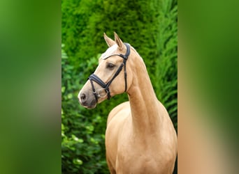 Rouan bai, Hongre, 5 Ans, 169 cm, Palomino