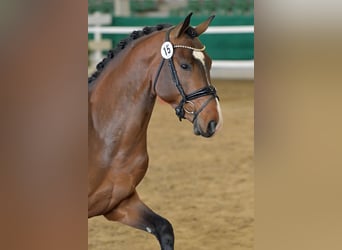 Rouan bai, Hongre, 5 Ans, 170 cm, Bai