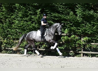 Rouan bai, Hongre, 5 Ans, 172 cm, Gris noir