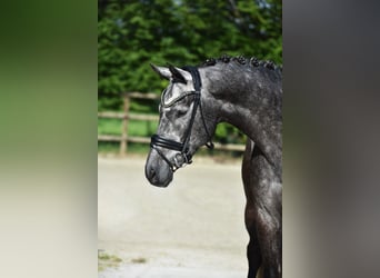 Rouan bai, Hongre, 5 Ans, 172 cm, Gris noir