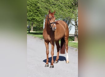 Rouan bai, Hongre, 6 Ans, 166 cm, Alezan