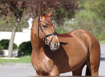 Rouan bai, Hongre, 6 Ans, 166 cm, Alezan