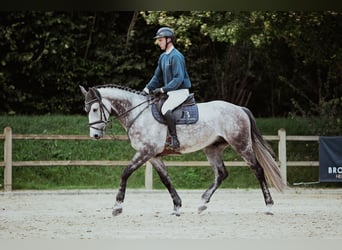 Rouan bai, Hongre, 6 Ans, 172 cm, Gris