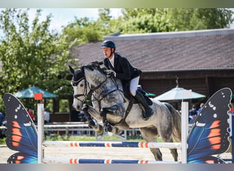 Rouan bai, Hongre, 6 Ans, 172 cm, Gris