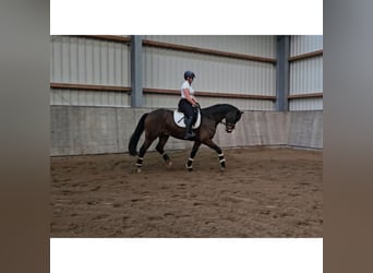 Rouan bai, Hongre, 8 Ans, 164 cm, Bai