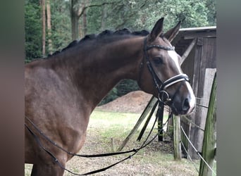 Rouan bai, Hongre, 8 Ans, 172 cm, Bai